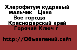 Хларофитум кудрявый мальчик › Цена ­ 30 - Все города  »    . Краснодарский край,Горячий Ключ г.